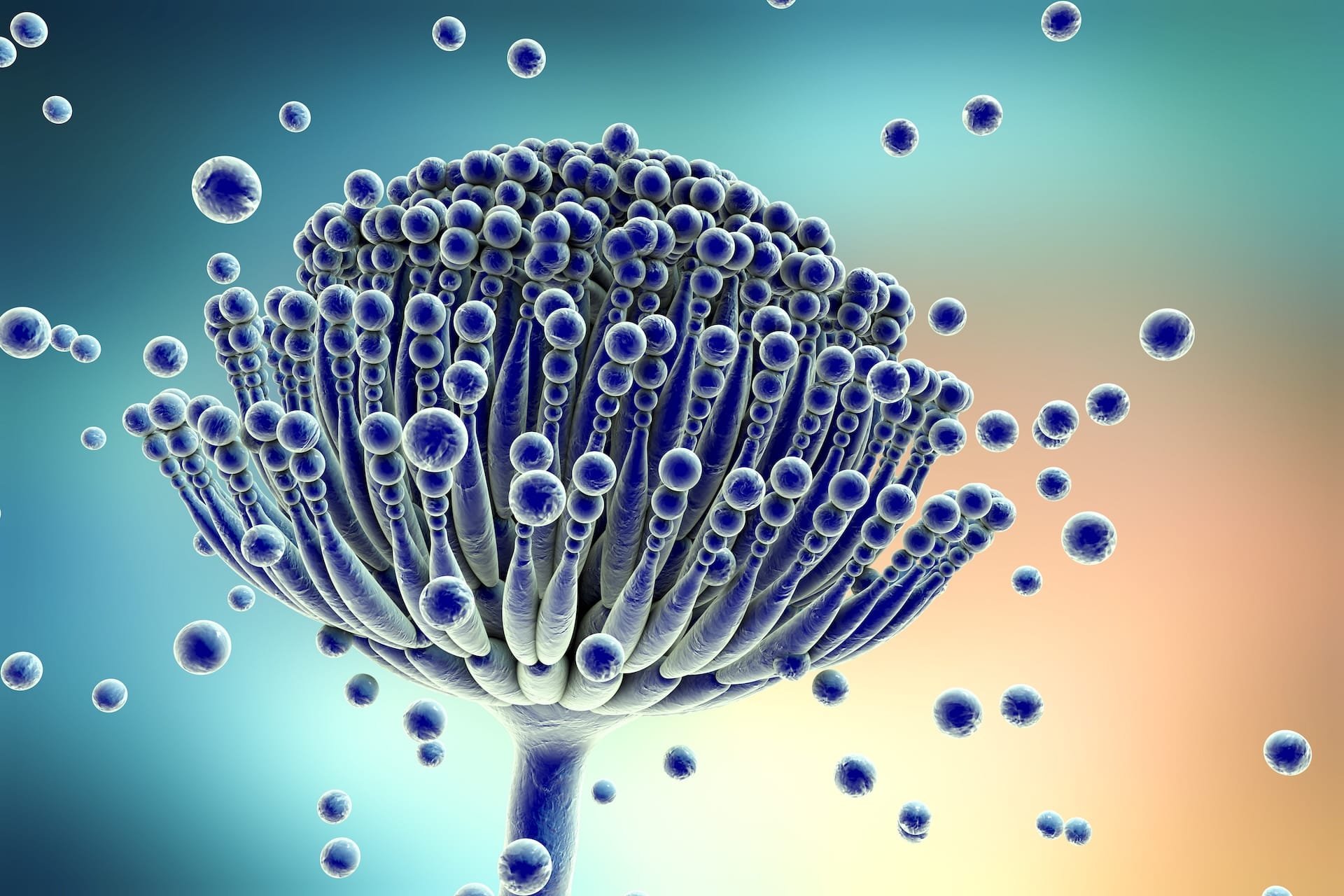 Mold & Mycotoxins: What You Need to Know